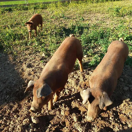 Biohof Und Imkerei Schlössle Allgäu Untrasried