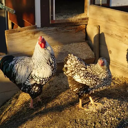 Biohof Und Imkerei Schlössle Allgäu * Untrasried